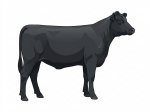CStar ANx Big Lister G5