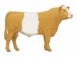CStar BGx Banana Pudding G3
