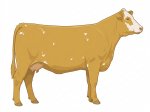 CStar BGx Cream Pie G3