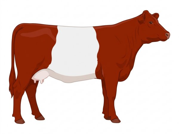 Red with a white belt around the midsection 1/2 Belted Galloway Cross Cow