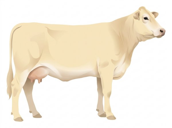 Cream 1/2 Brahman 1/2 Charolais Cow