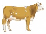 CStar F1SB Gold Plated G2