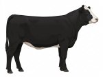 Sell Calf 17