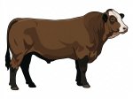 Sell Calf 3