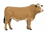 Sell Calf 2