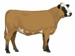 Sell Calf 16