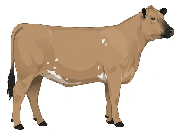 Tan with black points and a few white spots 1/2 Braunvieh 1/2 Simmental Heifer