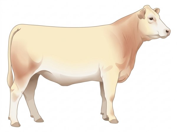 Cream with a pale muzzle ring and lighter underline 1/2 Charolais 1/2 Limousin Heifer
