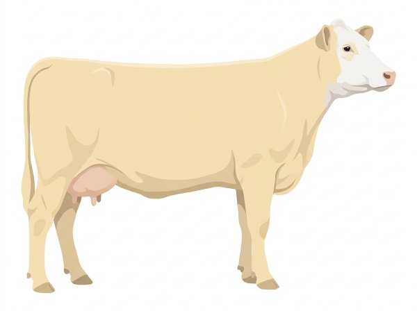 Cream with a partial white face 1/2 Charolais Cross Cow