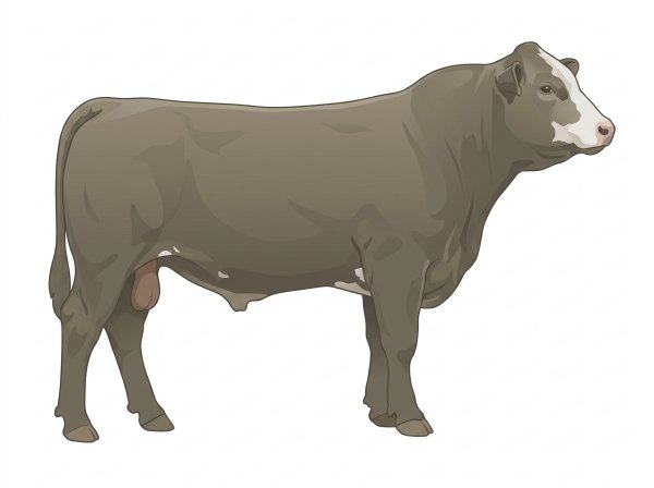 Smoky with a partial white face 1/2 Charolais Cross Bull