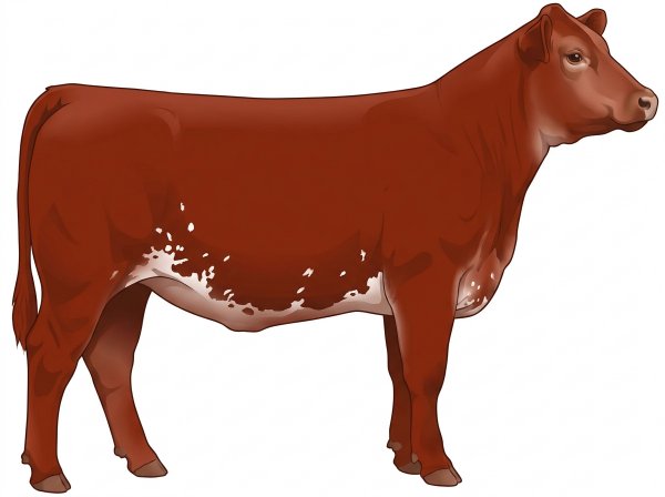 Red with a pale muzzle ring and lighter underline, a few white spots and ticking in the white 1/2 Limousin 1/2 Simmental Heifer