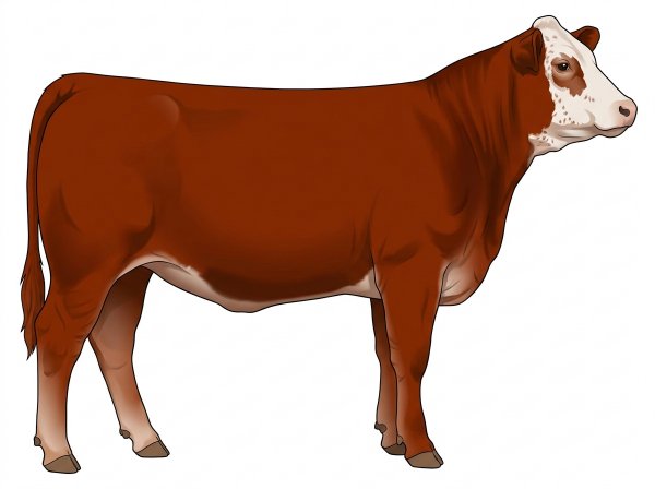 Red with a partial white face and ticking in the white 1/2 Limousin 1/2 Simmental Heifer