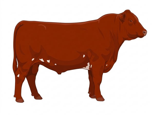 Red with a few white spots 1/2 Red Angus Cross Bull