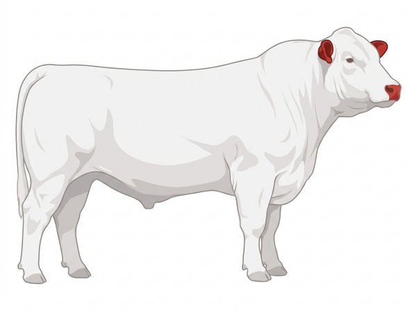 White with red ears and muzzle 1/2 Red Angus Cross Bull