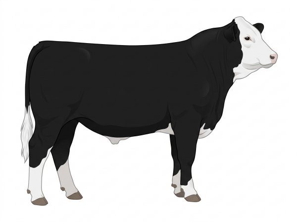 Black with a white face 1/2 Simmental Cross Steer