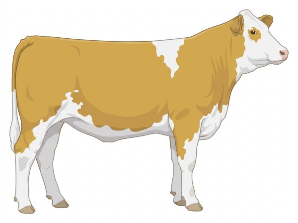 Gold 1/2 Simmental Cross Heifer