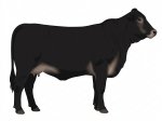 CStar BHx Blackened Flavor G7