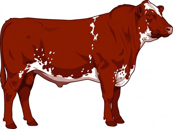 Red with white spots and ticking in the white 13/16 Maine-Anjou 3/16 Angus Bull