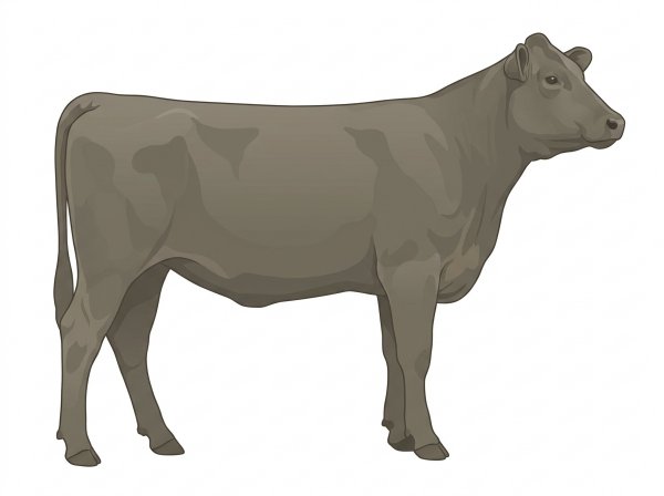Smoky 3/4 Angus 1/4 Charolais Heifer