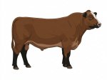 Sell Calf 6