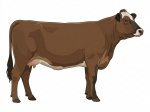 Sell Calf 8