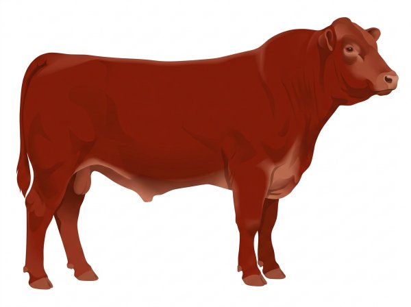 Red with a pale muzzle ring and lighter underline 3/4 Limousin Cross Bull