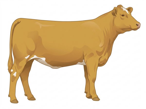 Gold with a few white spots 3/4 Simmental Cross Heifer