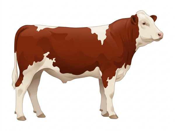 Red with a few white spots 3/4 Simmental Cross Steer