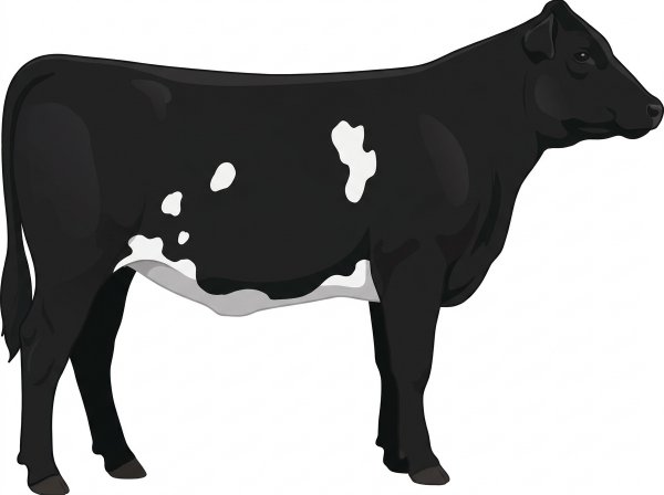 Black with a few white spots 5/8 Angus Cross Heifer