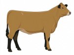 Sell Calf 11