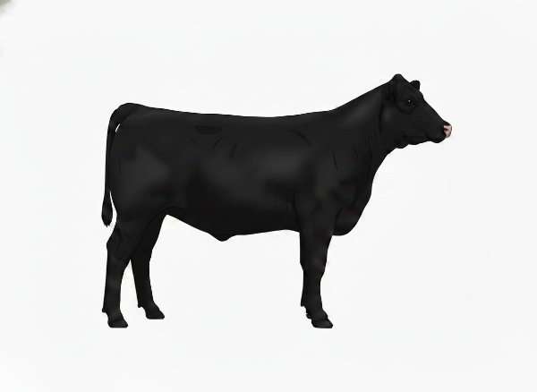 Black 7/8 Angus Heifer