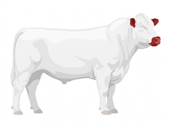 White with red ears and muzzle 7/8 Shorthorn Bull