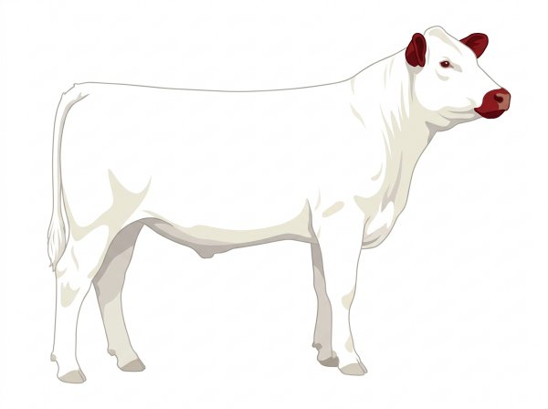 White with red ears and muzzle 7/8 Shorthorn Steer