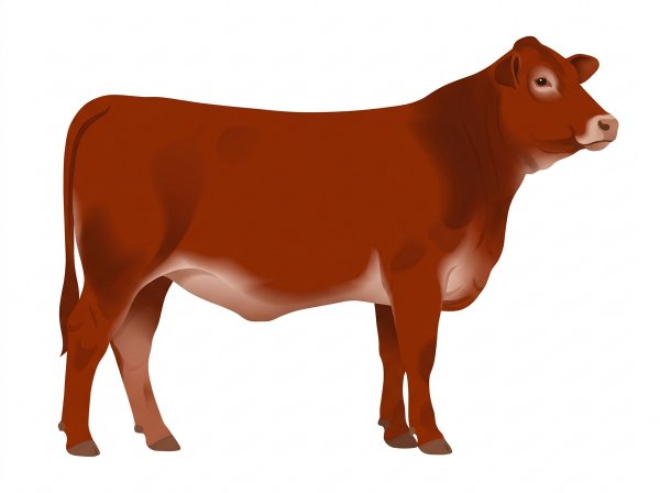 Red 9/16 Brahman 7/16 Shorthorn Heifer