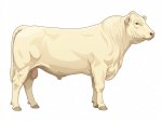 CStar CHx White Champion G5