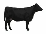 Frankie B88 emb