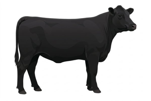 Black Angus Cross Heifer