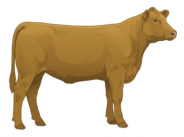 Gold Angus Cross Heifer