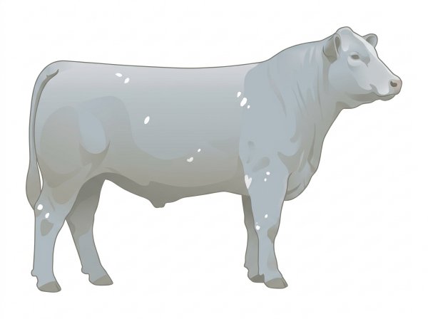 Light blue roan with a few white spots Angus Cross Steer