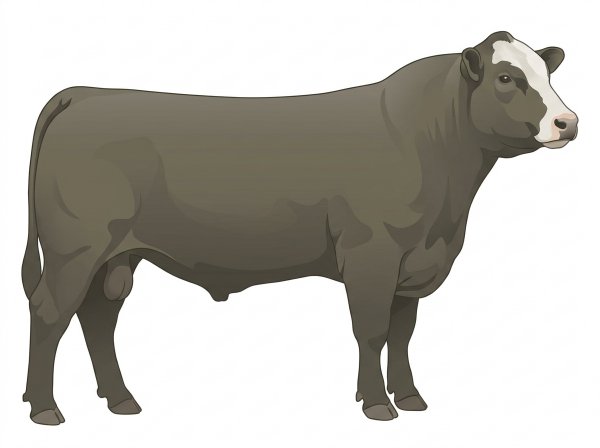 Smoky with a partial white face Angus Cross Bull