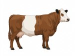 CStar BGx FlashesOLaughter G5
