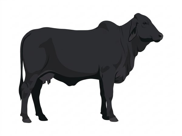 Black Brahman Cross Cow