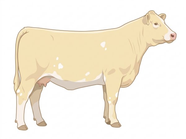 Cream with a pale muzzle ring and lighter underline and a few white spots Charolais Cross Cow
