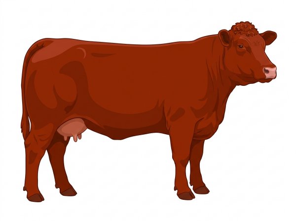 Red Charolais Cross Cow