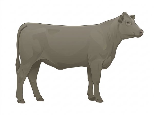 Smoky Charolais Cross Heifer