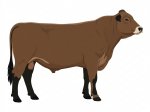 Sell Calf 1