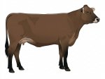 Sell Calf 14