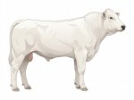 Sell Calf 29