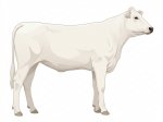 Sell Calf 25