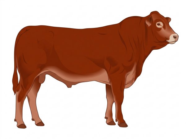 Red with a pale muzzle ring and lighter underline Fullblood Limousin Bull